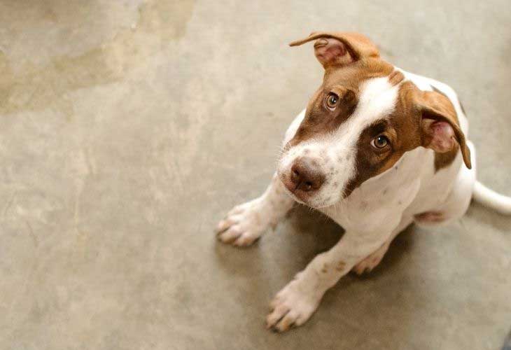 A white and brown puppy sitting and looking up